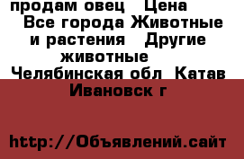 продам овец › Цена ­ 100 - Все города Животные и растения » Другие животные   . Челябинская обл.,Катав-Ивановск г.